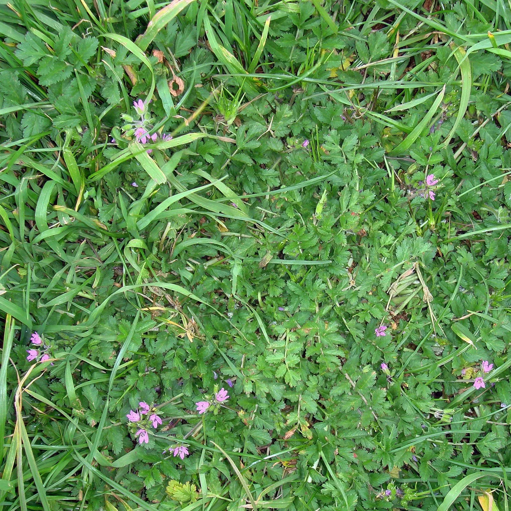 Musky Storksbill - New Zealand Lawn Addicts